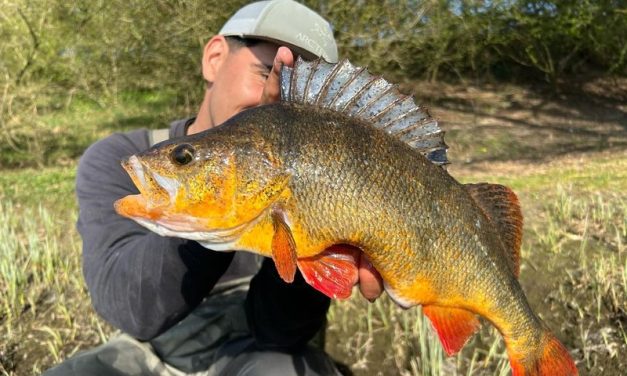 Roofmeister INSIDE: Baars van 54,5 cm, bizar veel PR’s & snoekbaars op 50 cm water!