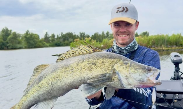 Vier Daiwa toppers – Van finesse tot kracht!