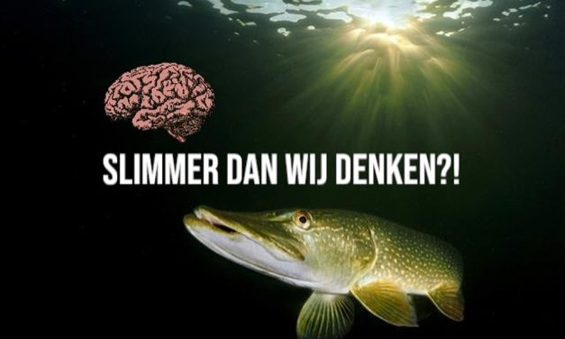 Hoe slim zijn vissen écht?! Dit zegt de wetenschap!