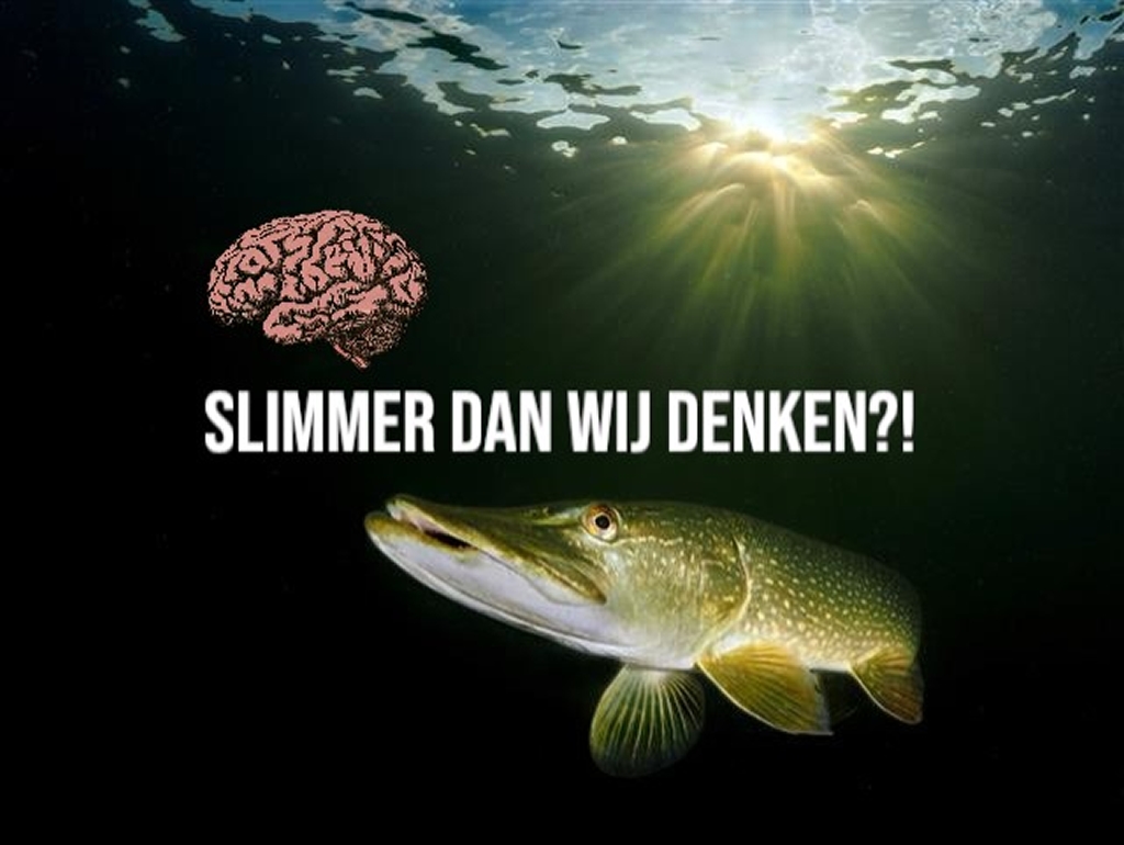 Hoe slim zijn vissen écht?! Dit zegt de wetenschap!