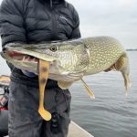 Zo ga jij jouw RECORD SNOEK vangen met een shallow screw!