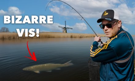 ***VIDEO*** Deze GROTE VIS hadden wij NOOIT VERWACHT! – Alles over VISSEN OP ROOFBLEI><span class=