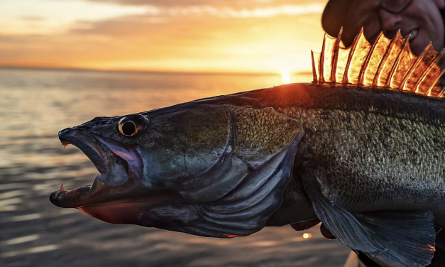Van voorn tot baars – De levensechte Daiwa Prorex softbaits!