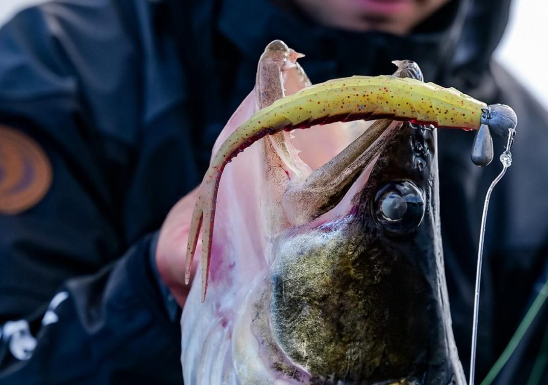 Met deze softbaits kun jij op allerlei manieren snoekbaars vangen in de zomer!