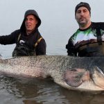 *** BREAKING *** Nieuw Nederlands record meerval!