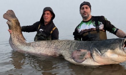*** BREAKING *** Nieuw Nederlands record meerval!><span class=