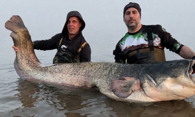 *** BREAKING *** Nieuw Nederlands record meerval!