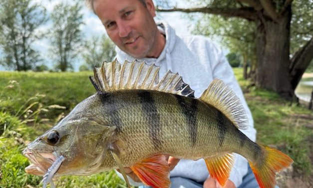 Deze softbaits tillen jouw finesse visserij deze zomer naar een hoger niveau!