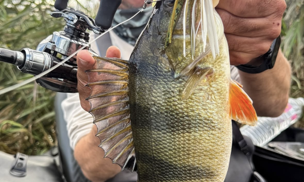 Waarom een spinnerbait absoluut niet mag ontbreken in jouw tacklebox!