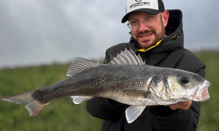 Dé sleutel tot zomerse zeebaars: de beste stekken en de juiste technieken!><span class=