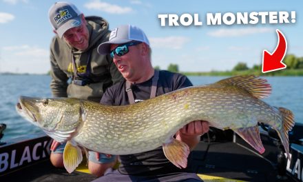 ***VIDEO*** Zo vang je nu METERSNOEKEN op de rivier!><span class=