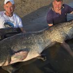 *** BREAKING *** Nieuw Nederlands record meerval gaat over de 250 cm!