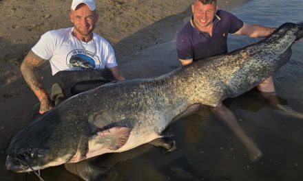 *** BREAKING *** Nieuw Nederlands record meerval gaat over de 250 cm!><span class=