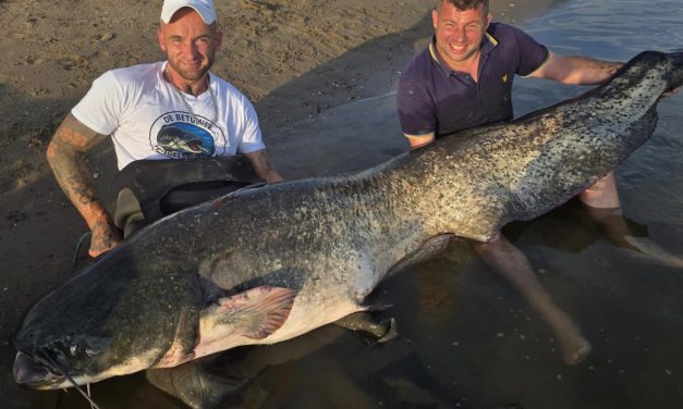*** BREAKING *** Nieuw Nederlands record meerval gaat over de 250 cm!