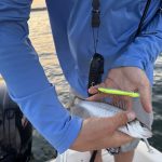 De eerste keer zeebaarzen vangen en dat op topwaters!