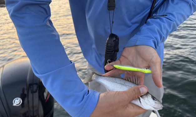 De eerste keer zeebaarzen vangen en dat op topwaters!